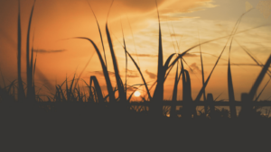 Jalles Machado Unsplash