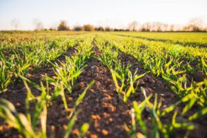 Agricultura Unsplash