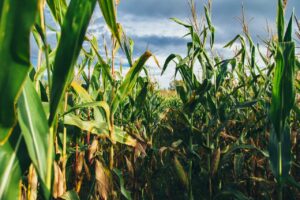 Setor agro Unsplash