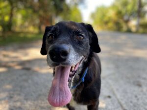 Cachorro vive no Parque Ecológico "Mario do Canto" em Itaquaquecetuba (SP) - foto de Gustavo Garcia (TradeMap)