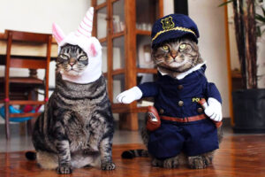 cansei de ser gato