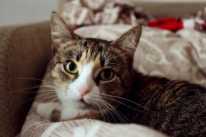 Gato - Pixabay