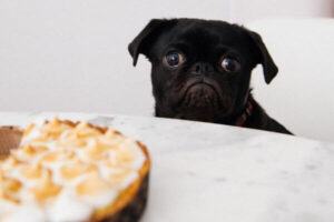 Pet Food - Unsplash