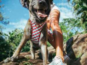 Zee Dog foto divulgacao