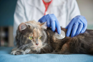 Veterinario animal - gpointstudio/freepik