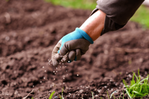 plantação safra fertilizante
