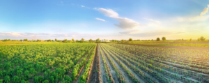 Plantação agronegócio para ilustra ETF AGRI 11