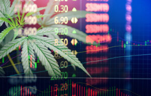 canabis cannabis