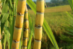 cana de açúcar em plantação