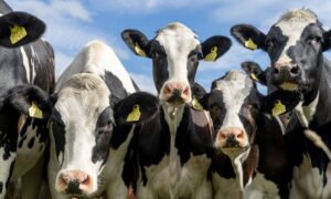 Vacas com tags